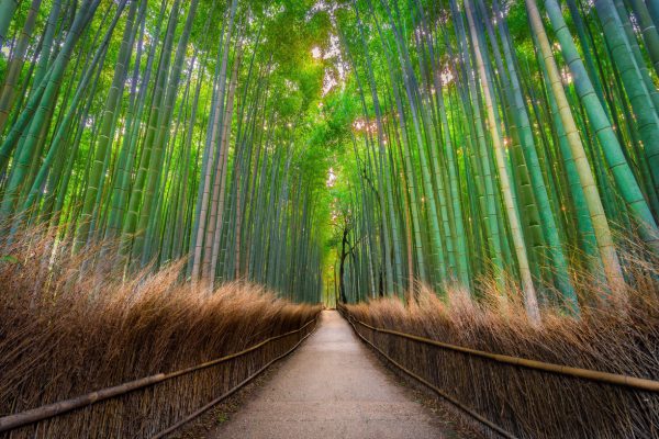 Arashiyama Bamboo Grove