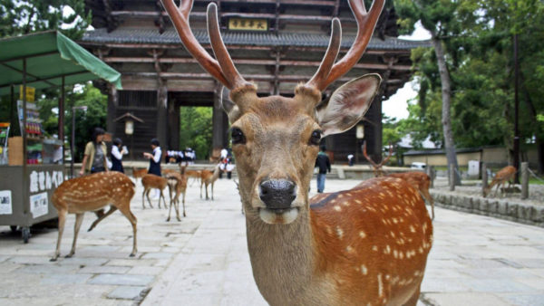 nara park